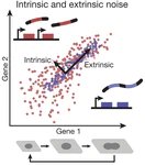 Engineering cellular symphonies out of transcriptional noise